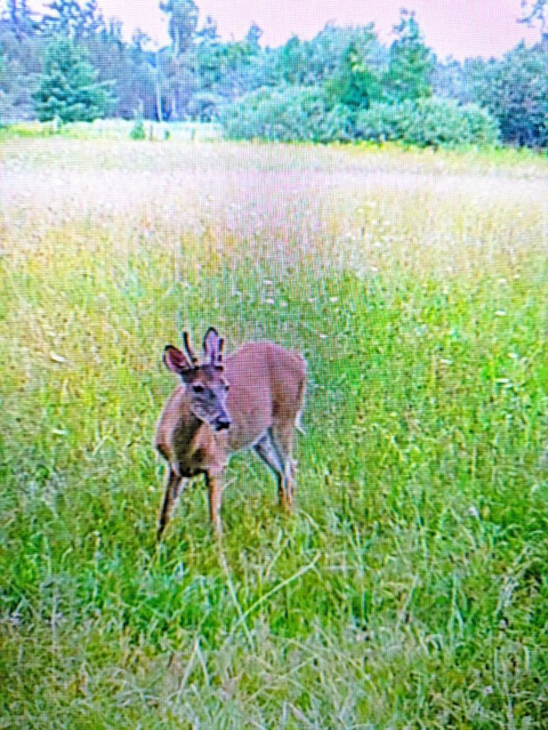 RentalsMLS Rental Additional Image
